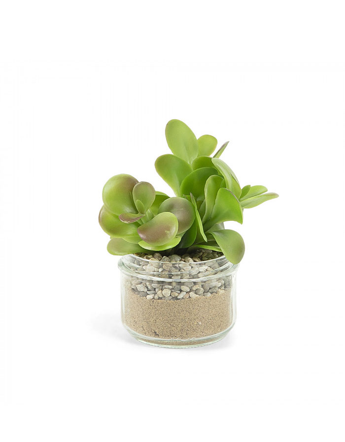 FLOWER SUCCULENT
