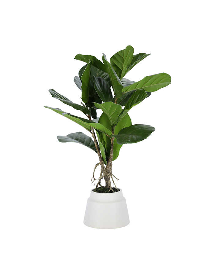 plante lyrata