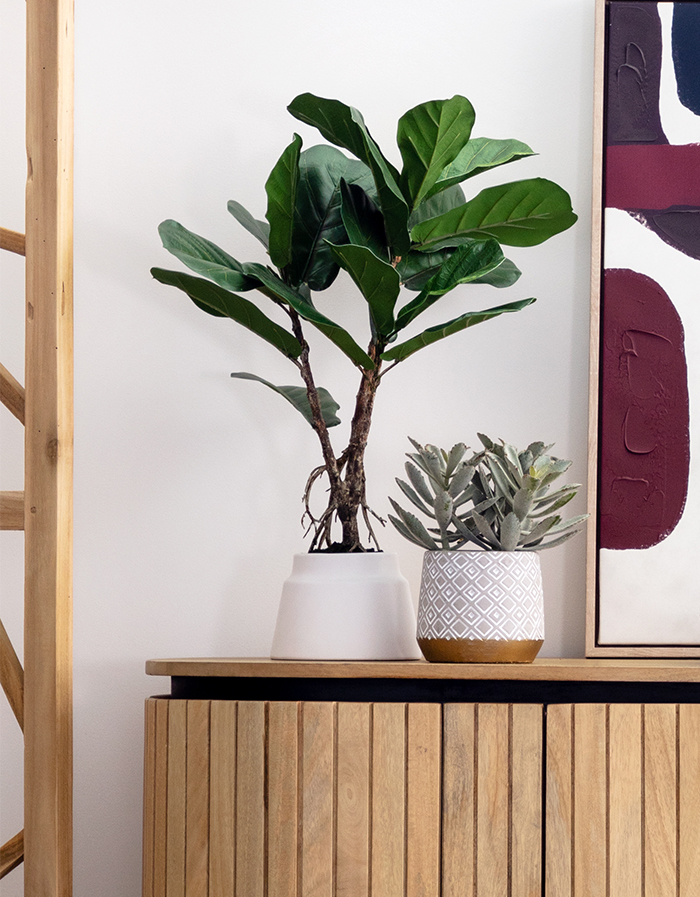plante lyrata