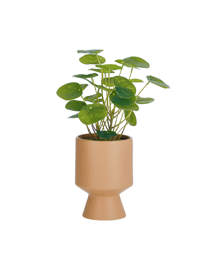 plante bailey