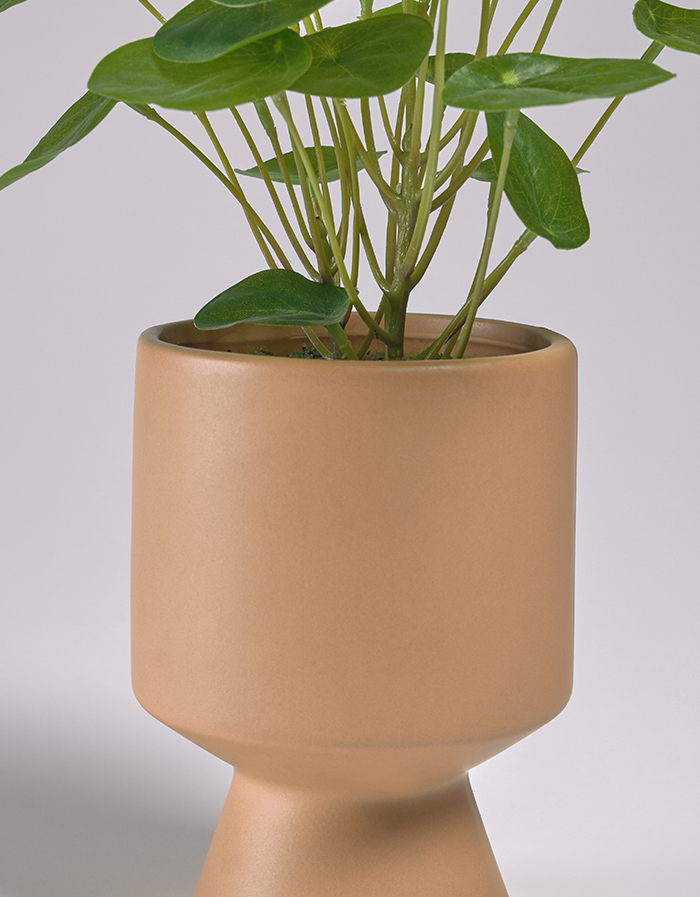 plante bailey