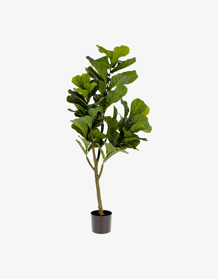 plante FICUS