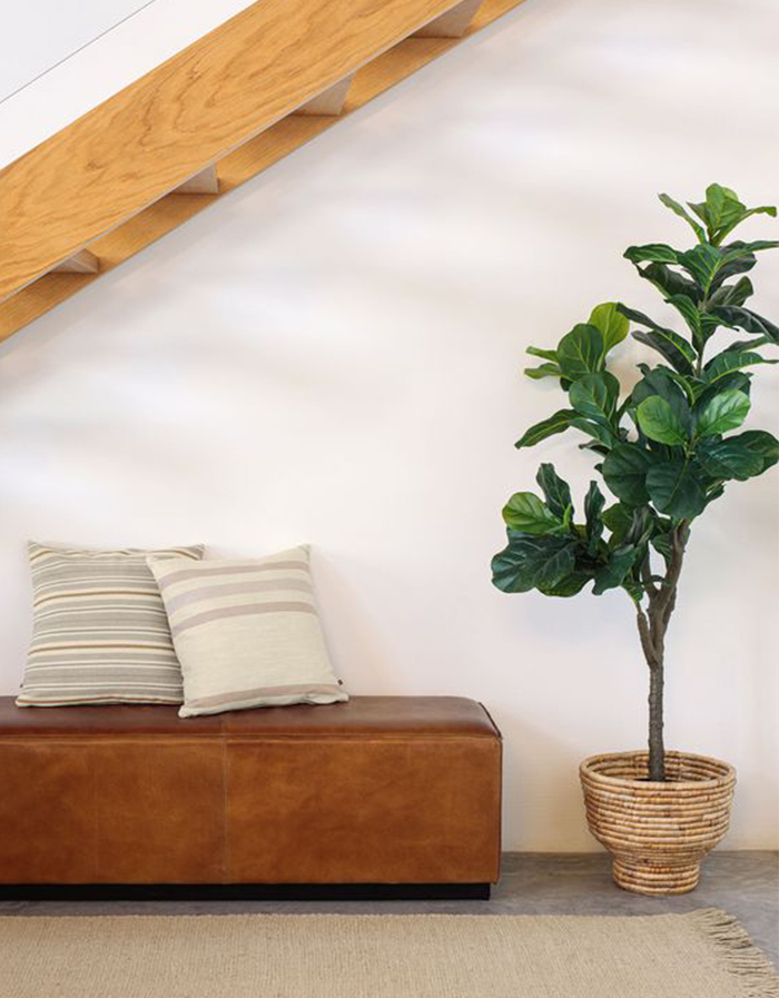 plante FICUS